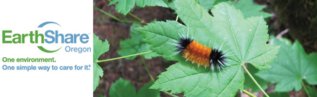 ESORbanner3_caterpillar_ ESORbanner3_caterpillar_
